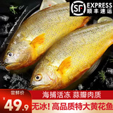 鲜渔翁黄花鱼 500g一条 活冻大黄鱼 生鲜鱼类 海鲜水产 黄鱼年货礼品 大黄花鱼 500g *2条（共1000g）