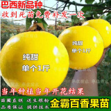 黄金百香果树苗 新品种巴西巨无霸大果一斤一个四季种植当年结果 2棵纯甜黄金嫁接苗【25-30cm】 15cm(含)-30cm(不含)