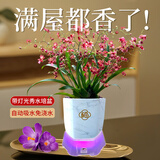 劉閣蘭花5色可选 水培梦香兰花苗带盆发货香水文心兰奶油味室内花卉盆栽草 红色文心兰带4支花剑带灯光水培盆