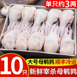 岽鲜 鹌鹑 现杀鹌鹑肉新鲜冷冻白条母鹌鹑 烧烤生鲜 母鹌鹑1500g 共10只