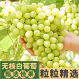 鑫果滋 新疆无核葡萄吐鲁番玻璃脆无籽红提新鲜水果现摘提子整箱送礼4斤 4斤正宗新疆无核白