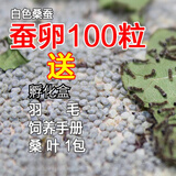 奥狸狸【当天发货】蚕宝宝卵学生蚕籽蚕卵蚕蛋天然彩蚕子杂交桑蚕种春蚕 蚕卵100粒+孵化盒 清理网羽毛桑叶