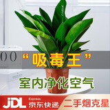 双盟金钻绿公主办公室绿植盆栽吸毒王吸甲醛大号3棵原盆1盆装源头直发