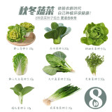 寿禾 大叶小叶菠菜种子大全波菜种蔬莱耐寒蔬菜四季播寿光秋季季菜籽 8种秋冬蔬菜种子套装