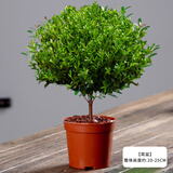 缤贤缤贤小叶赤楠老桩树苗盆栽绿植花卉室内客厅好养美观四季常青 小号赤楠（原盆原土） #28