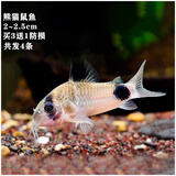 森悠（SARYOR）金苔鼠淡水鱼鱼缸清洁鱼观赏鱼热带鱼好养工具鱼吃垃圾鱼 熊猫鼠鱼4条（2-2.5cm）