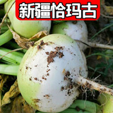 沙外秋香25年新疆柯坪县恰玛古新鲜蔬菜碱性食品蔓菁芜菁帕玛姑当季蔬菜 大中果5斤