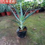 雅卉（YAHUI）盆栽苗含盆不夜城 库拉索芦荟盆 木立芦荟4年苗 不含盆