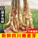 辰实四川嫩姜【现挖现发】嫩仔姜新鲜 子姜红芽姜醋泡姜 2斤嫩姜牙【发顺丰】优选