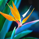 御春阁大苗带原盆原土 鹤望兰苗花卉天堂鸟苗盆栽花卉绿植  美人50-60（一盆3棵）