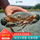 【活鲜】特大青蟹鲜活 超大母膏蟹公蟹肉蟹 中秋礼品 红膏母蟹 3斤 （3只）