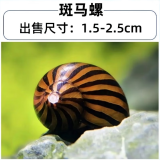 卡奇鱼 淡水除藻观赏螺 蜗牛活体 吃褐藻 黑毛清缸吃垃圾清洁鱼缸工具螺 斑马螺5只（0.5-1.5cm）