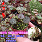 华香兰艺华香园红观音竹内门紫红寒文米竹子苗盆栽景素材耐阴书房室内绿植 虎耳草 约3-4叶高约5cm原盆土