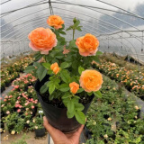 意轩月季特大花浓香果汁阳台庭院花卉植物盆栽蔷薇四季玫瑰花苗带花苞 果汁阳台(灌木月季开花季节带花) 小苗含营养钵