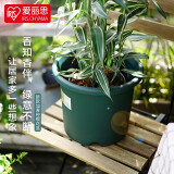 爱丽思（IRIS）Deepot花盆加厚树脂控根圆口绿萝绣球蔷薇月季塑料花盆  5号深绿色(口径约17cm)无盆托