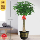 中梦发财树盆栽室内植物客厅绿植大型室内盆景办公室摆放花卉 0.9-1米独杆款（福字款） 不含盆