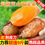 甜果源 云南天山雪莲果  高山红泥沙雪莲果云南特产时令应季新鲜水果 净重9斤【超值实惠】大果 【实惠装】