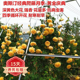欧悟 四季开花藤本月季花苗大花蔷薇爬藤植物盆栽地栽庭院阳台花卉 黄金庆典【带原土带叶】 2颗小苗20cm左右高度