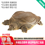 品鲜肴【活鲜】外湖野养生态甲鱼 中华鳖团鱼老鳖公鳖 现捕鲜活生鲜水产 优质公鳖 约1250g/只 （2.5斤）