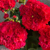 唯友大花天竺葵盆栽重瓣四季垂吊开花直立花卉庭院阳台带花苞发货花苗 肯尼