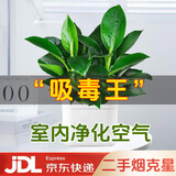 双盟金钻绿公主办公室绿植盆栽吸毒王吸甲醛三棵方型盆1盆装源头直发