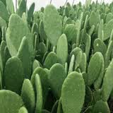 急兔仙人掌盆栽可嫁接蟹爪兰带刺植物无根仙人掌叶片10cm1片源头直发