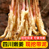 良知农哥四川内江现挖嫩姜 新鲜嫩仔姜 可腌制泡子姜醋泡姜 大号嫩仔姜5斤约手指粗细 【嫩姜底部都会有丝哦】