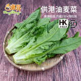 东升供港油麦菜300g 长叶莴苣 长生菜 炒菜 广州新鲜配送