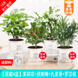 绿有意绿植盆栽多肉花卉盆栽植物室内桌面水培绿植办公室客厅植物懒人 茉莉花+虎刺梅+九里香+罗汉松