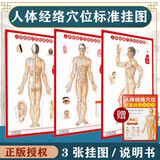 人体经络穴位标准挂图贴图88*58厘米 人体十二经络穴位图大挂图 男性穴位图解使用图册 人体经络图共3张送解说册88*58厘米