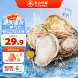 乳山牡蛎【源头直发】鲜活乳山生蚝2XL号 海鲜烧烤食材 净重1.5kg 10-15只