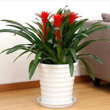 意轩鸿运当头绿植盆栽花卉植物四季开花室内客厅水培植物红星凤梨水养 6年大苗50-55cm三棵苗+树脂白盆