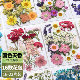 卫亮 真树叶植物标本干花压花幼儿园手工贴画diy材料包制作书签真花朵 干花19片【国色生香系列A款】