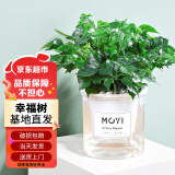 苏墨的墨幸福树绿植盆栽自吸盆办公室桌面植物 幸福树早安盆 源头直发