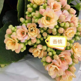 奈园（ny）稀有长寿花盆栽重瓣四季开花客厅阳台带花带花苞室内花卉 130香槟 带盆栽好