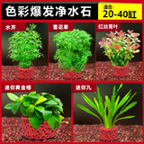 云峰海瑞水草活体懒人草鱼缸造景活体水草套餐鱼缸水草有茎类中后景真水草 好看好养【色彩爆发净水石】20-40cm套餐
