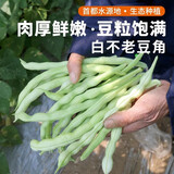 密农人家 农家白不老豆角 东北白豆角 炖肉豆角新鲜蔬菜 白不老芸豆角400g