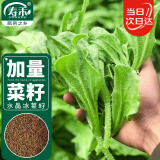 寿禾 冰菜种子水晶冰草四季秋季种植蔬菜种籽 潍育潍丰冰菜种子2000粒