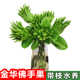 辰实【现摘带枝果】佛手柑 金华香橼果 佛手果新鲜特产佛手鲜果供佛 2枝迷你青果【特长枝约18-25cm】