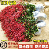 黛陌 红叶石楠树苗四季常青庭院别墅绿化苗木盆栽红罗宾篱笆苗景观 一件50棵【30-40厘米高】