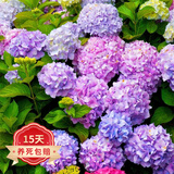 欧悟绣球花苗盆栽四季开花室内植物绿植花卉庭院地栽阳台无尽夏树苗 3梦幻蓝原土2-4个分枝 原土带叶