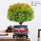 金丝楠木盆裁小叶赤楠盆景造型金丝楠木盆景小叶桢楠树苗 五年+【红彩招金】+底座+贈肥料+ 带盆栽好