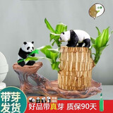 绿荫巷子带芽巴西木好养活水培植物幸运木桌面绿植小盆栽办公室内水养送礼 带芽11cm【雕纹木形】不同款熊猫2只 【大号】直径7-8厘米 含营养液