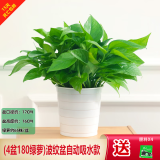 绿有意绿萝盆栽除甲醛室内好养花卉植物绿萝批发办公室新房装修净化空气 180#波纹储水盆4盆+4肥 带盆带土发货