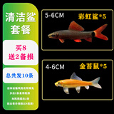 森悠（SARYOR）金苔鼠淡水鱼鱼缸清洁鱼观赏鱼热带鱼好养工具鱼吃垃圾鱼 金苔鼠鱼5条+彩虹鲨5条