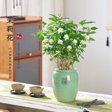 开时果 茉莉花盆栽浓香型 桌面绿植物阳台花卉树苗盆景摆件源头直发包邮 茉莉花5-10株【青釉福字盆】