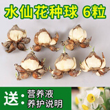 惜林园 正宗漳州水仙花 水培植物水养花卉 冬季室内盆栽球根