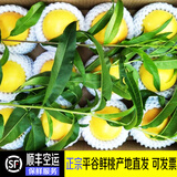禾人平谷鲜桃 平谷鲜大桃平谷桃 脆甜平谷桃新鲜水果桃子礼盒装 黄金油桃5斤礼盒装【经济装】 平谷产地直发