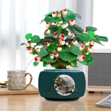 小盼菩提树盆栽绿植物室内花盆景办公室桌面观叶四季客厅好养活树 特大盼菩提（带果发货）绿迎客松陶瓷 带盆栽好