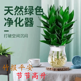 叹为观止18种吊兰任你选金边吊兰各种盆栽花卉客厅垂吊桌面植物净化空气 特级三株观音竹 含盆